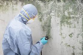 Why You Should Choose Our Mold Remediation Services in Dayton, KY